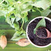 Unleash The Power Of Basil Seeds In Your Life Femina.in