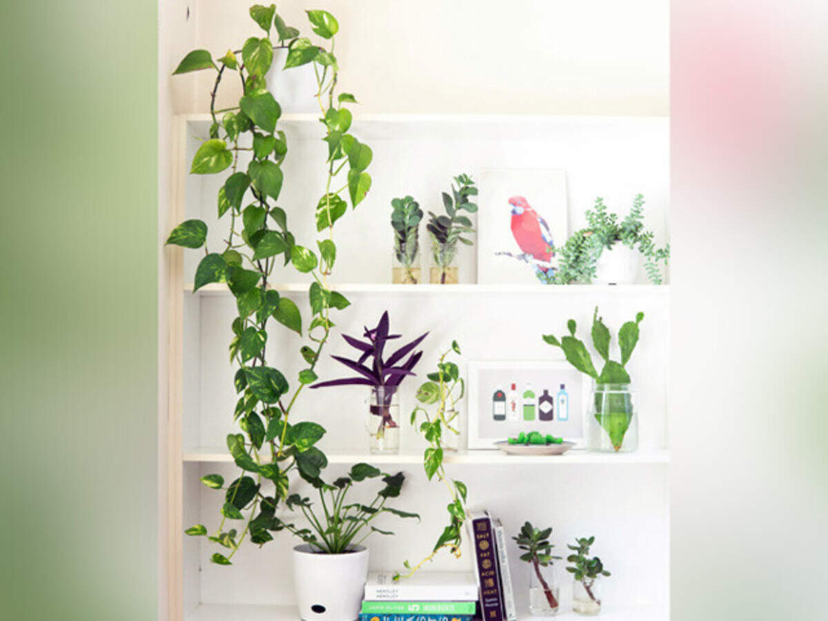 10 Low-Maintenance Indoor Plants Perfect for Indian Homes | Femina.in
